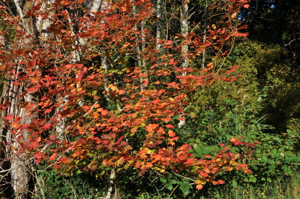One of the few maples painting my land red.