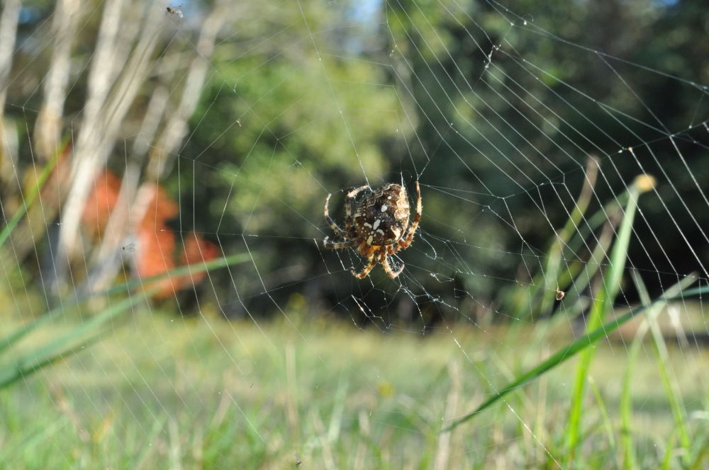 Distracted by a spider (but you can still see the red in the background). Isn't the colouring gorgeous?