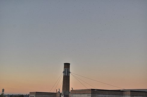Unfortunately, I did not capture the hawk while she was on our side of the chimney. In this shot she is there, but out of sight on the far side of the rim.