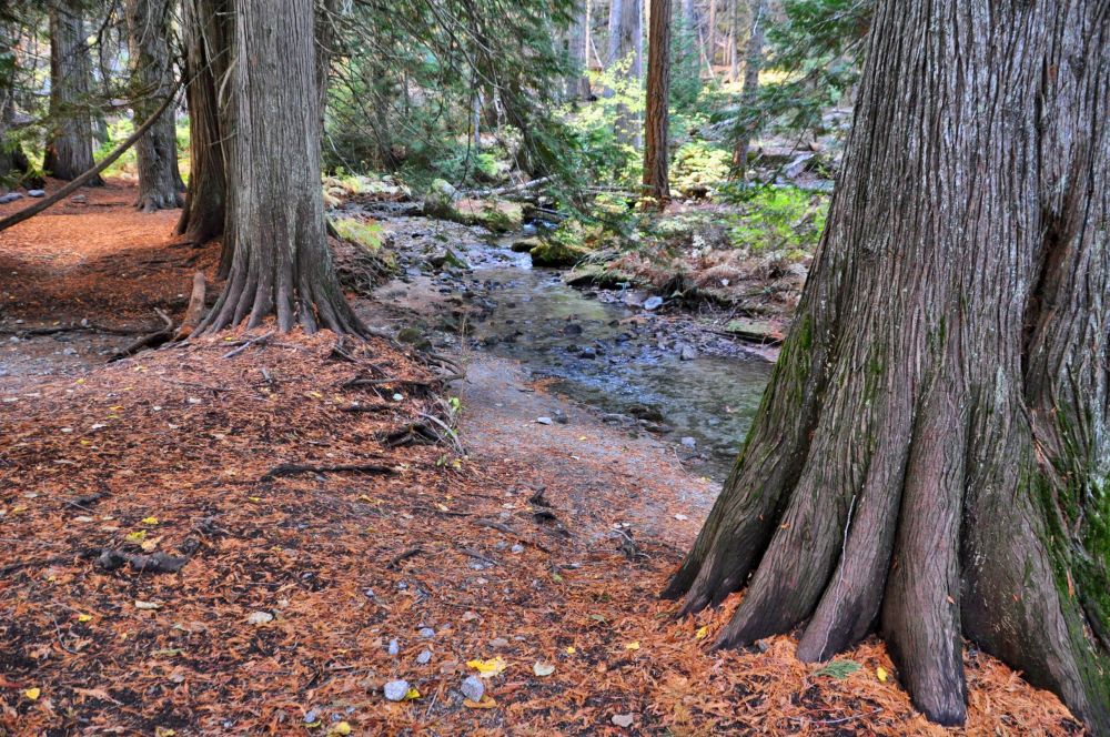 Cedar trees reach their fingers out to soak up a bit of Snow Creek.