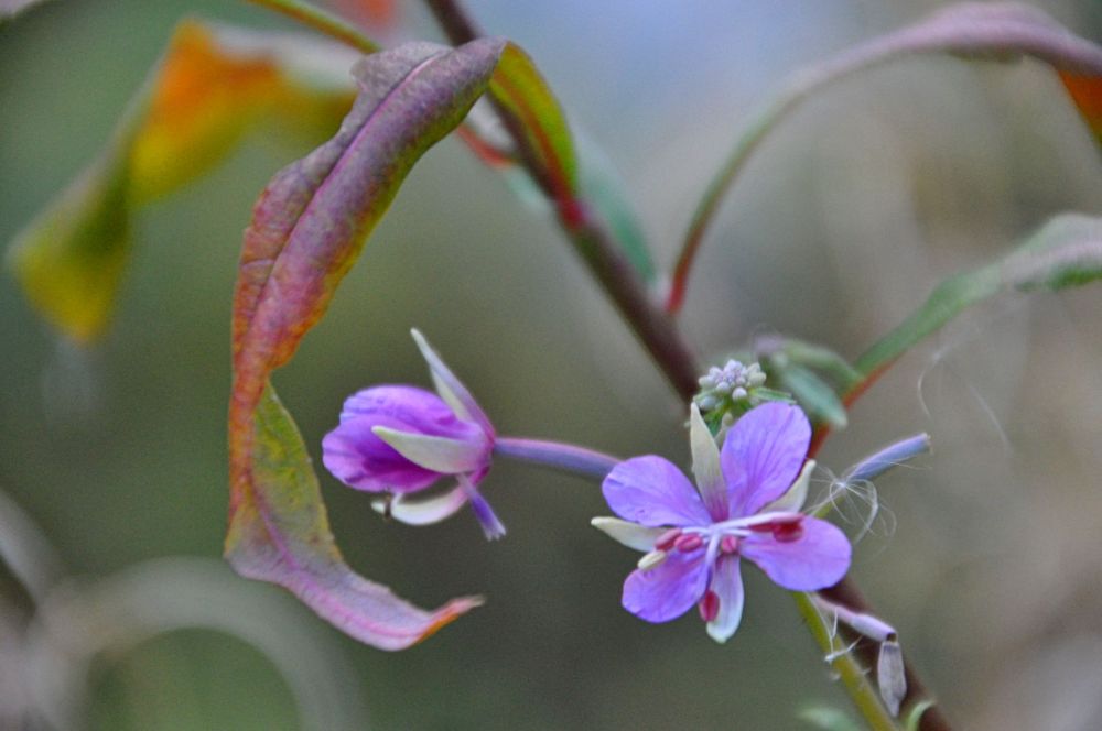 Funny thing about the higher elevations: Spring comes so late that Fall overtakes her. Here fireweed continues to bloom, while Autumn turns the leaves orange.