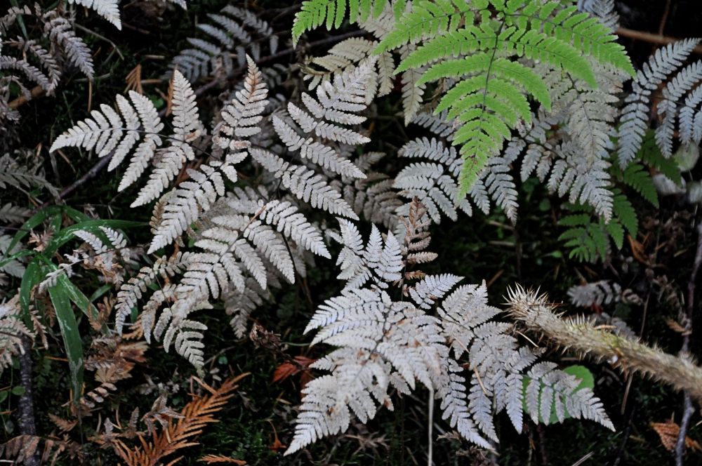 These bleached white ferns caught my eye.