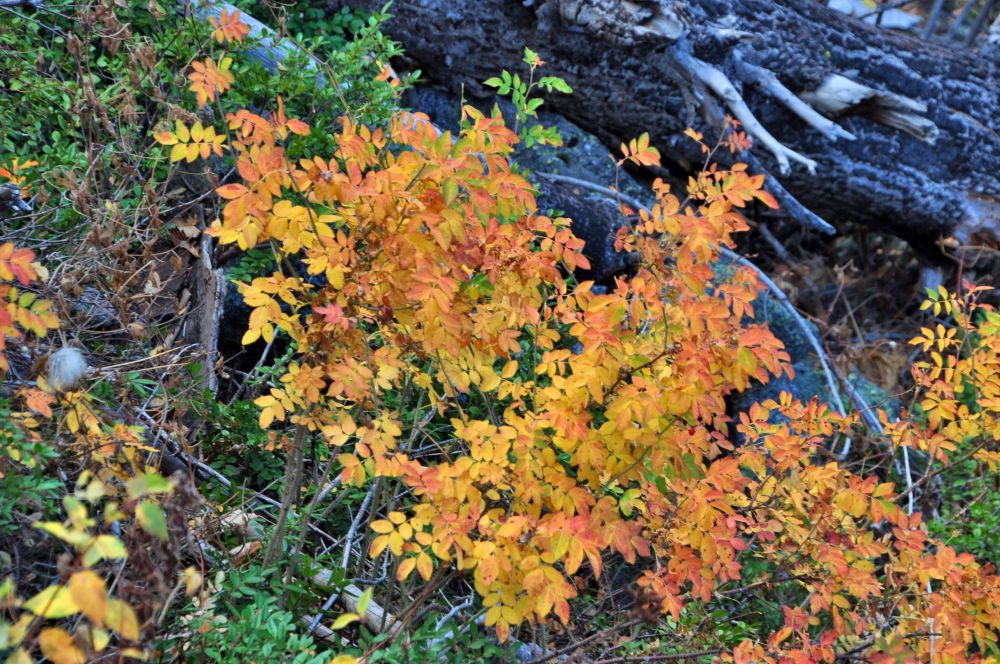 What month is it? It's the month for oranges and reds and yellows!