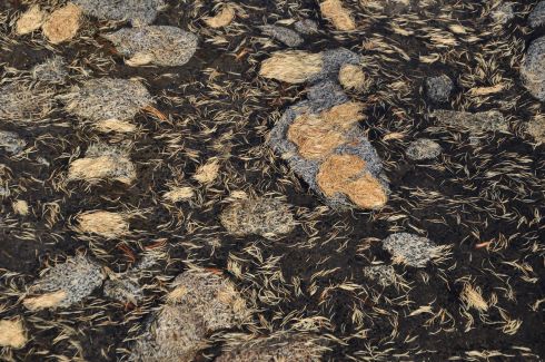 Tamarack needles spinning in slack water instantly made me think of Starry Night by Van Gogh.