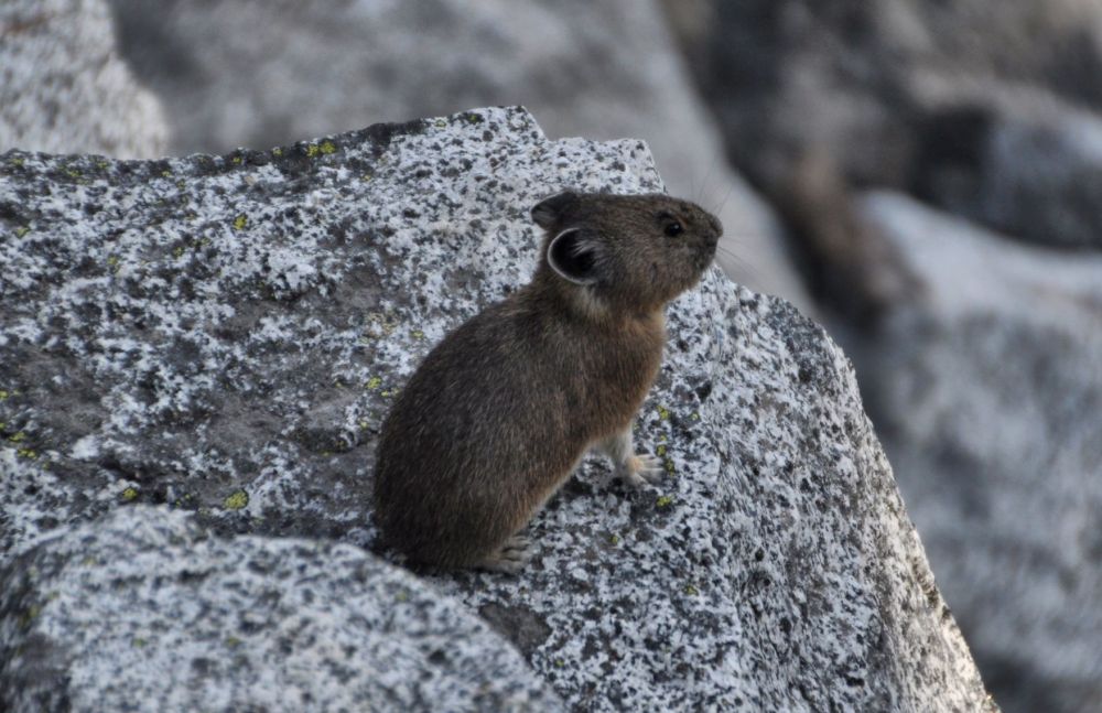 A pika holds still and poses for me.