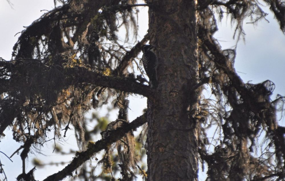 A woodpecker pecks only on the shaded side of the tree - specifically to thwart my photography efforts.