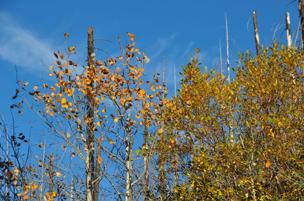 It looks sort of pretty, but this photo does not convey the magical sound.