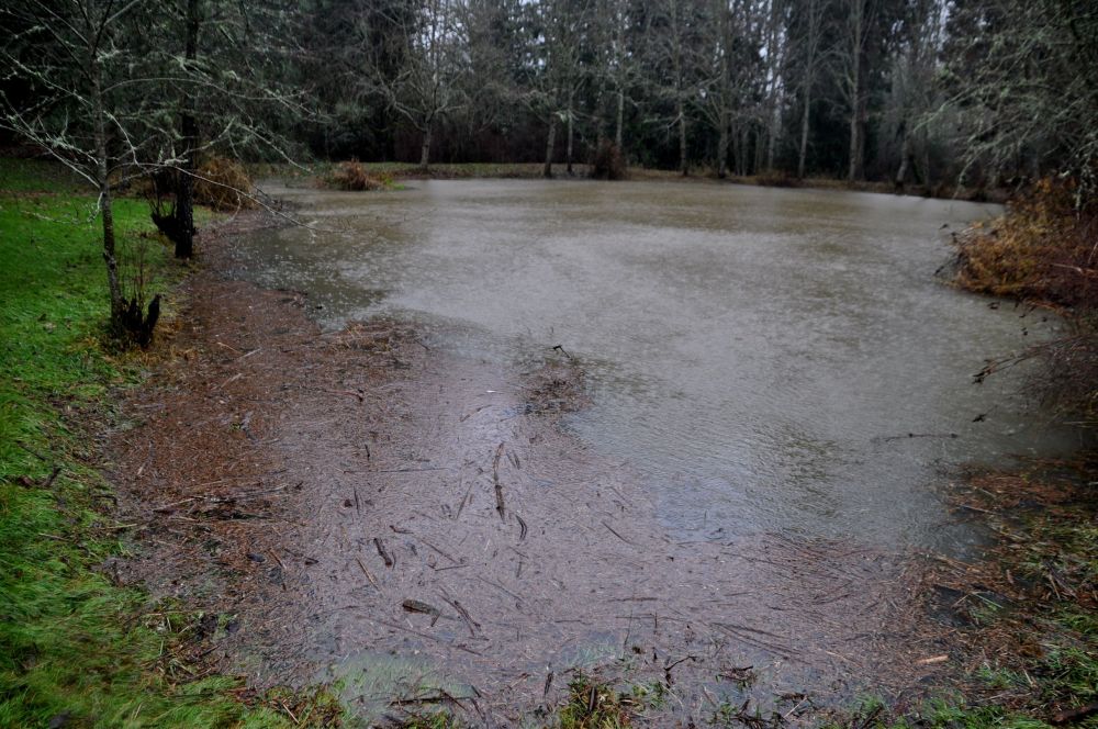 Not as welcoming for the ducks at the moment, but lots better for the fish.