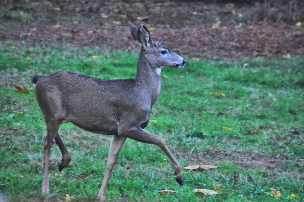 Look at her, high-stepping through the marsh land.