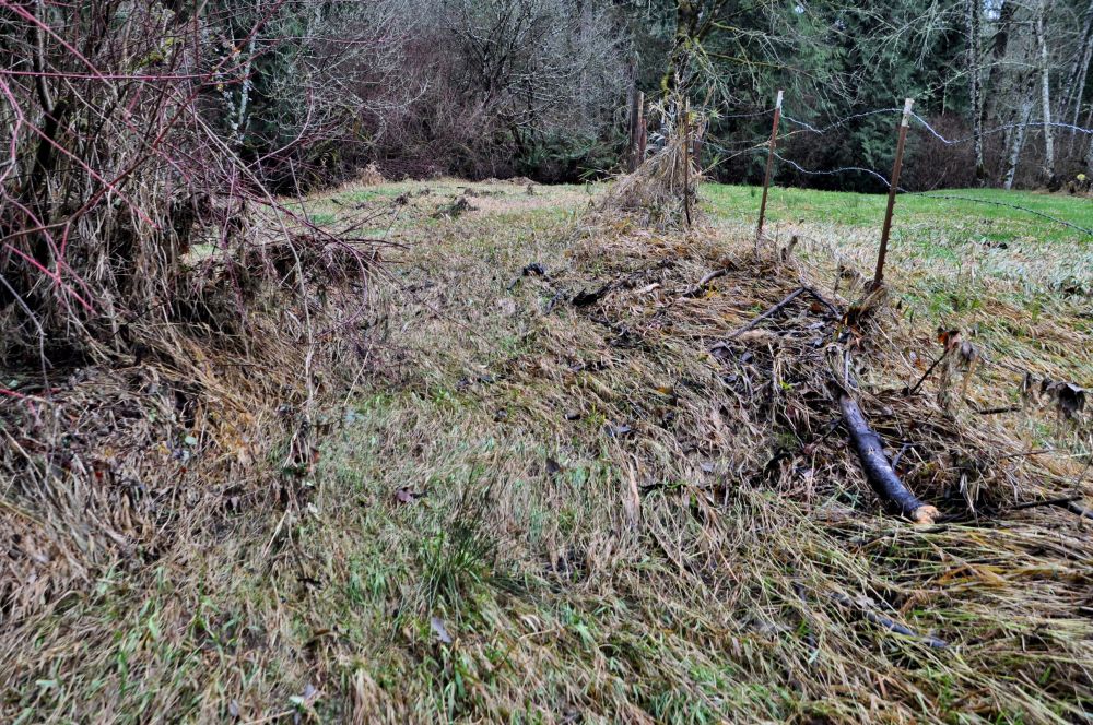 This section was entirely impenetrable a month ago. Now it's smartly combed.