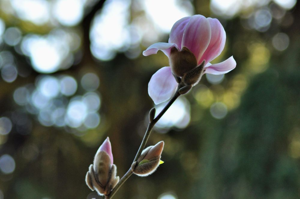 This flower was blooming in February