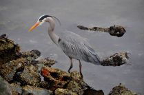 Hunting in Victoria, BC