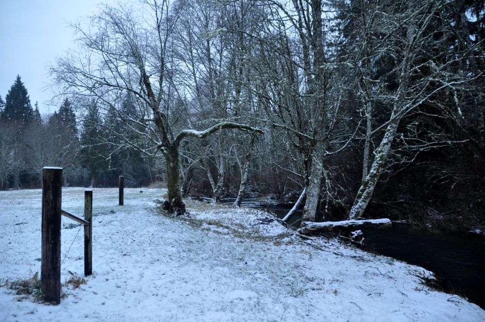 The log resting horizontally here shows high water level back when the creek flooded.