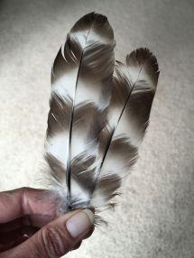Some feathers to help me remember my Lacey, the sassiest of the bunch.