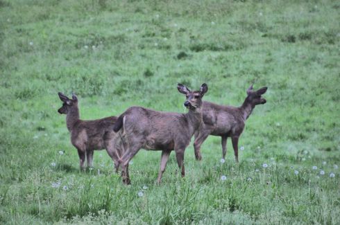 I used Paint Shop Pro to lighten this up from a dark morning shot.