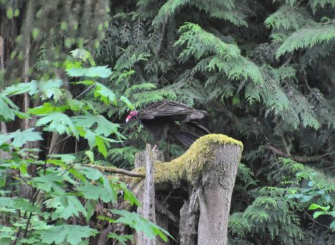 Vulture in the forest.