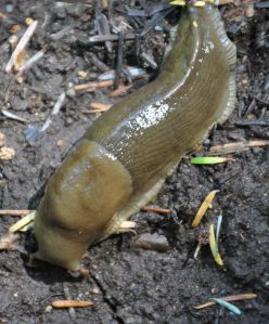 slug