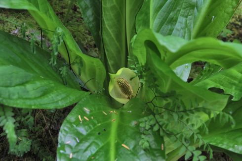Jungly plant with jungly flower