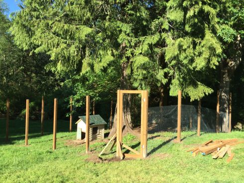 Hen fence under construction.