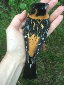 Blackheaded Grosbeak 