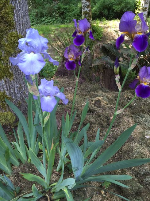 Light blue irises from the Morrison House, and purple Irises from Mom.