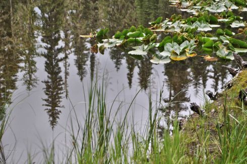Reflections in a tiny pond near the trailhead.