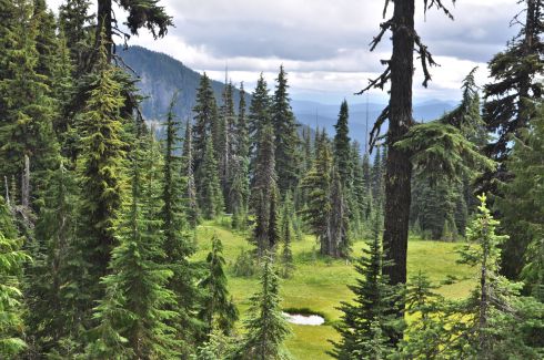 A lightening of the sky reveals a meadow and pond.