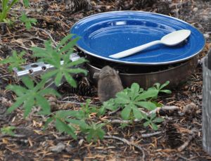 Mouse finds the entrance