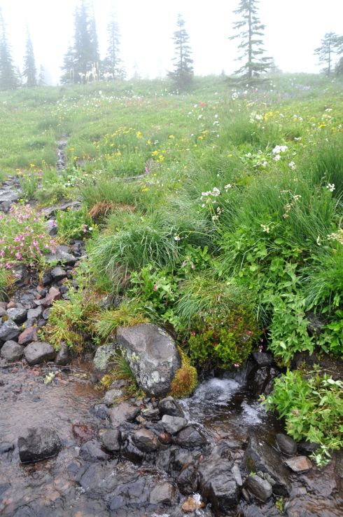 The fog lends an otherworldly quality to each scene.