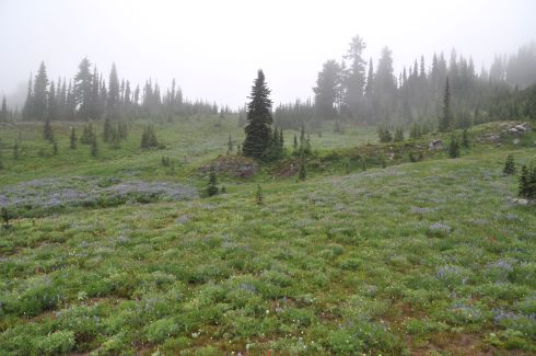 Foggy blue and green meadow.