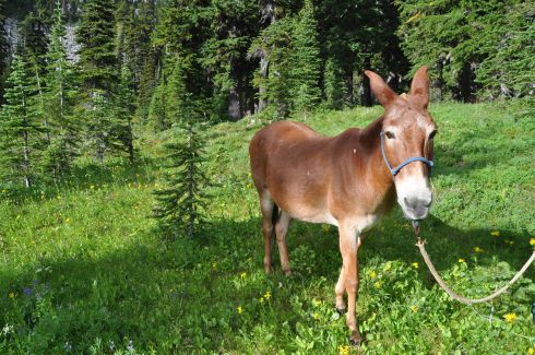 Sadie poses for a photo in the meadow.