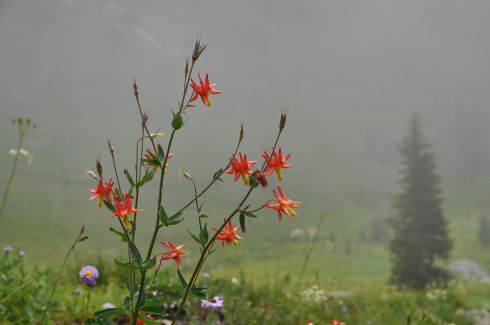 Columbine in the Goat Rocks Wilderness