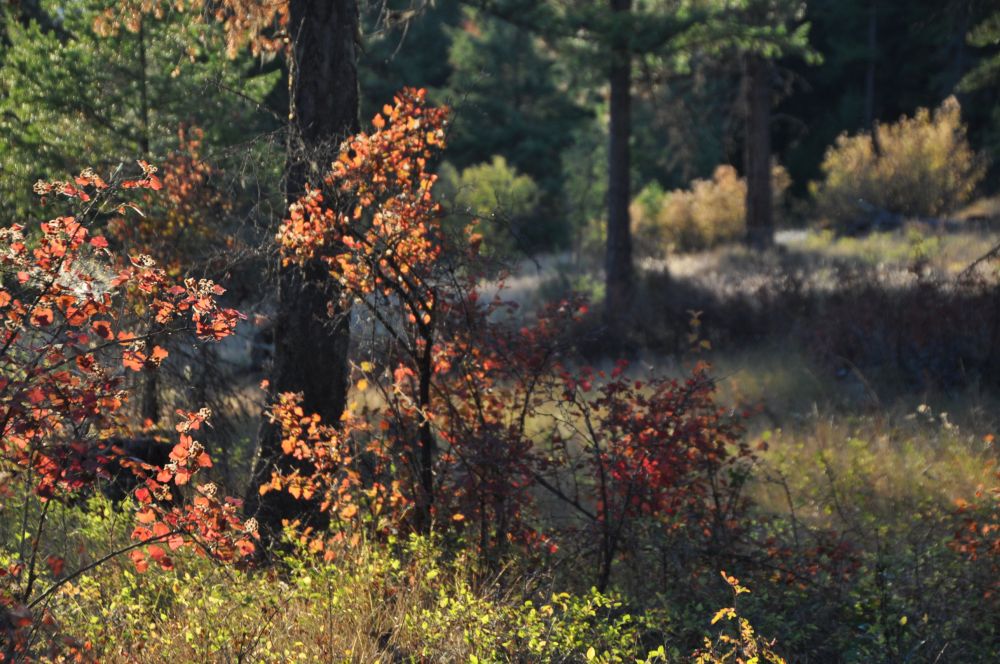 Autumn colours brighten the forest.