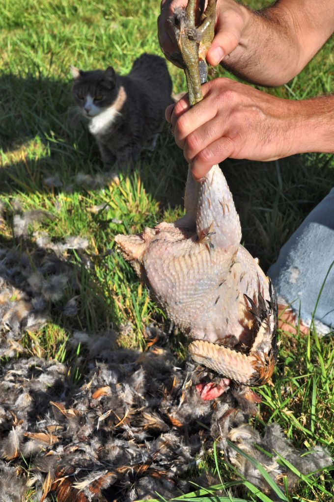 If the water is heated to the right temperature, the feathers are easy to pull off.