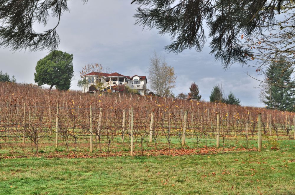 Big house on a hill. The vines have lost their leaves this late in the season.
