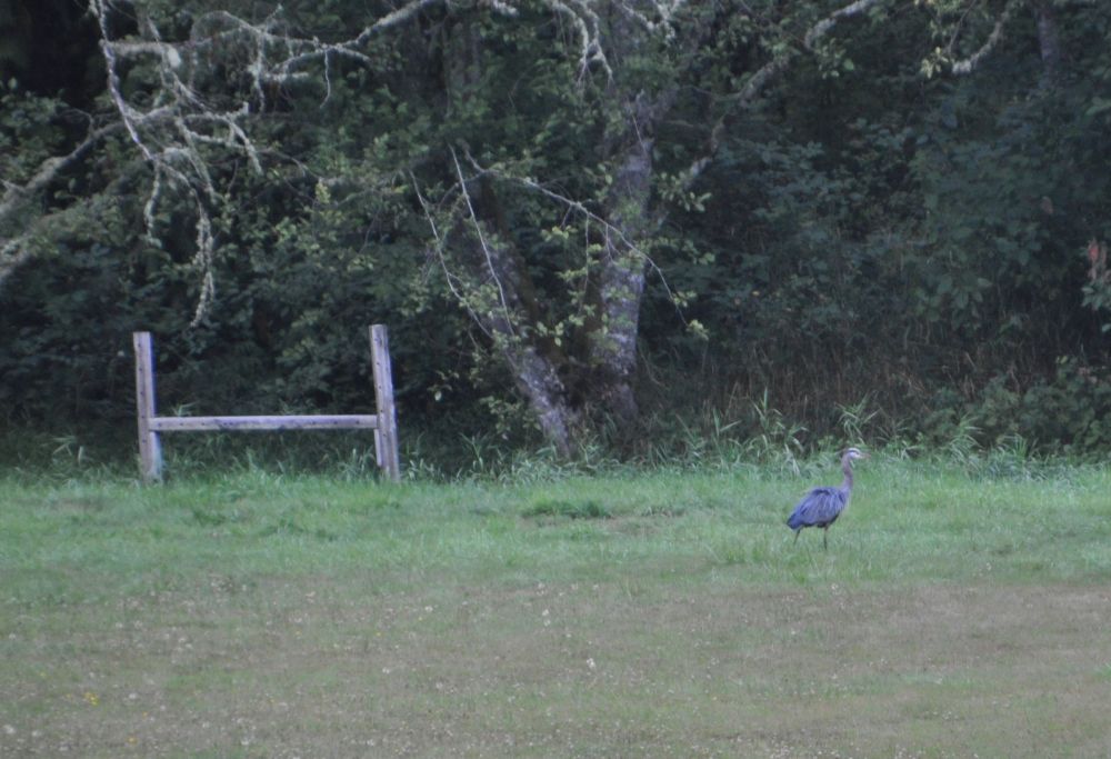 Here he is again, even farther in the distance.