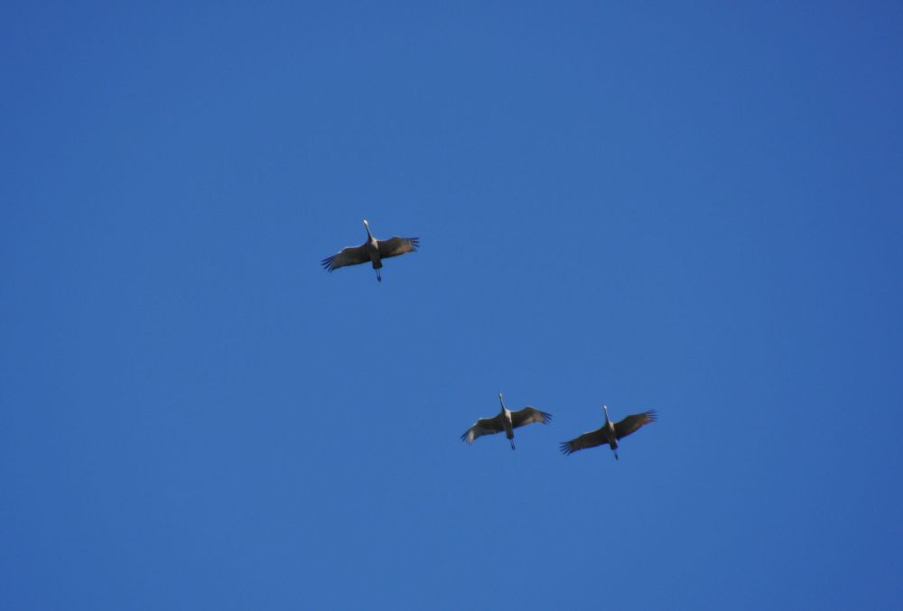 These geese make a wonderful call, that sounds somewhat human-like. I have yet to identify them.
