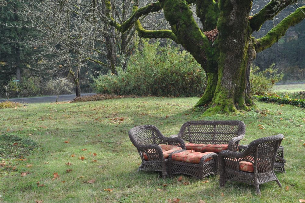 Inviting wicker furniture beneath a mostly leafless maple.