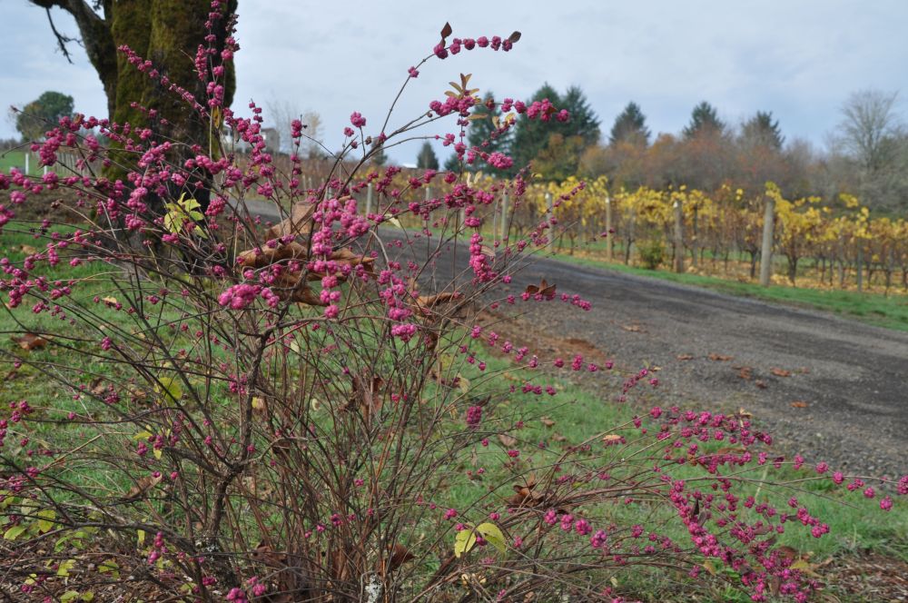 Autumn-yellow leaves on some of the Apolloni vines.