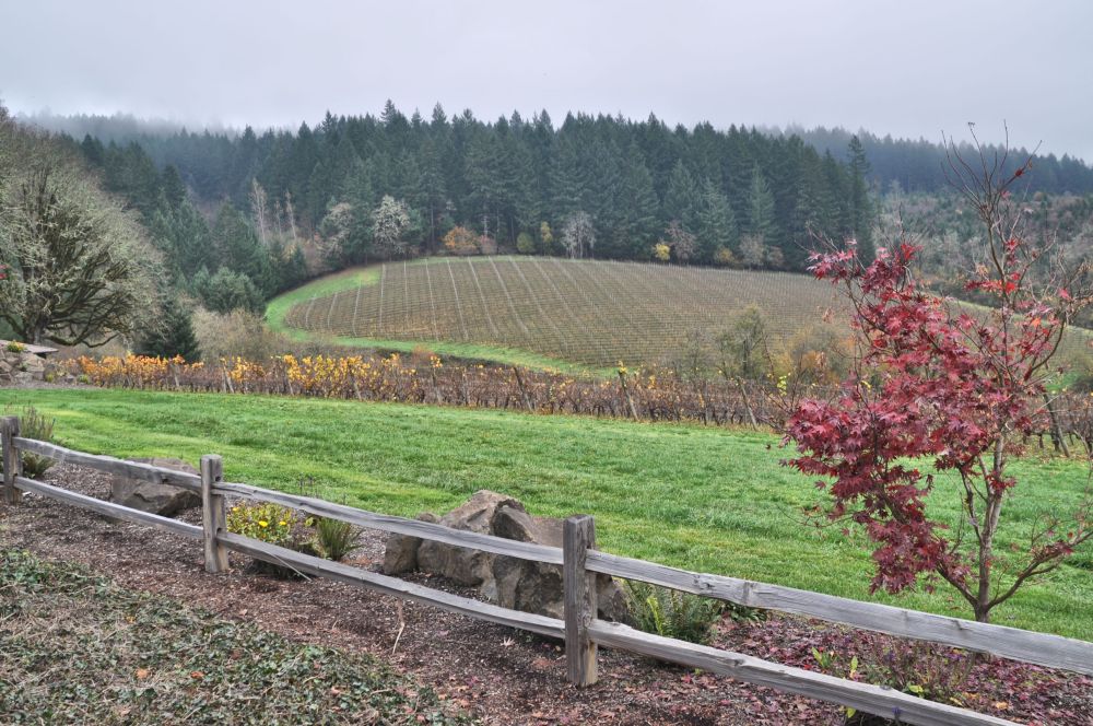 The view from the parking lot at Shafer Vineyard Cellars.