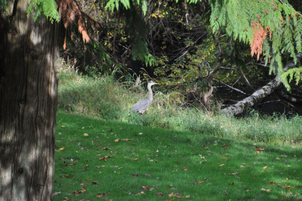 I have yet to get a close up photo of this remarkable fellow, who is attracted to my pond for fish reasons.