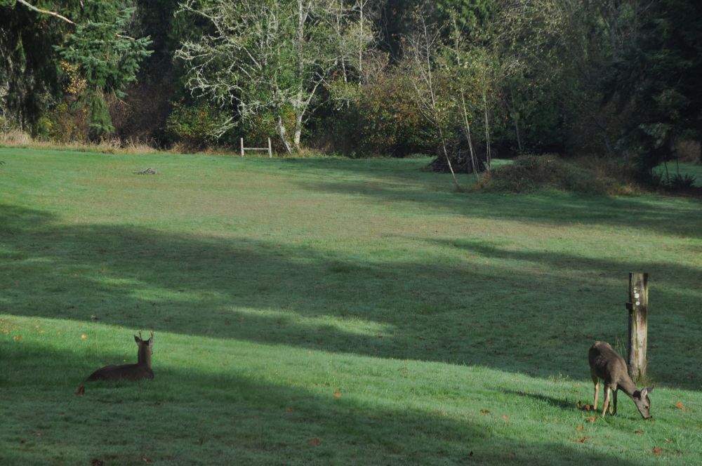 Then he napped in the grass. It warms my soul that these deer feel comfortable sleeping here.