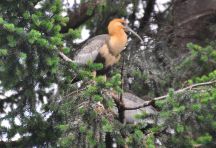 Two of the omnipresent Ibis, their raucous laughter falling down to us below.