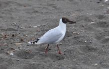 A version of seagull? Love that black head.