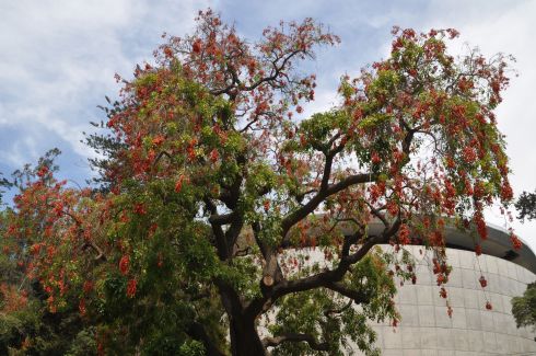 A tree at the park. The fruit is bright orange/red as you can see, and are dropping to the ground. 