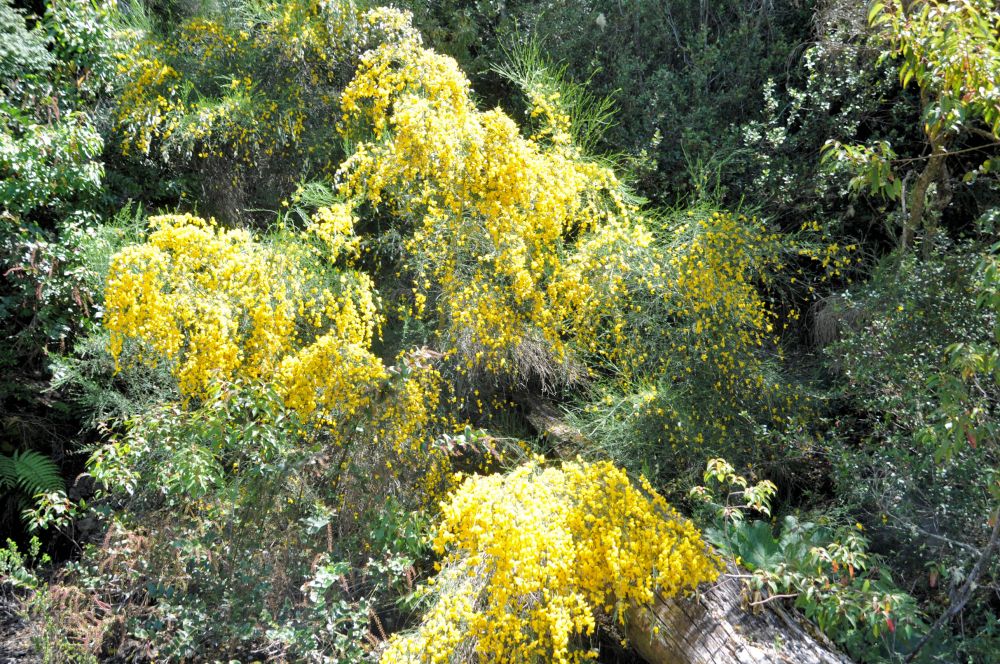 Scotch broom bursting in bloom at the lakeshore.