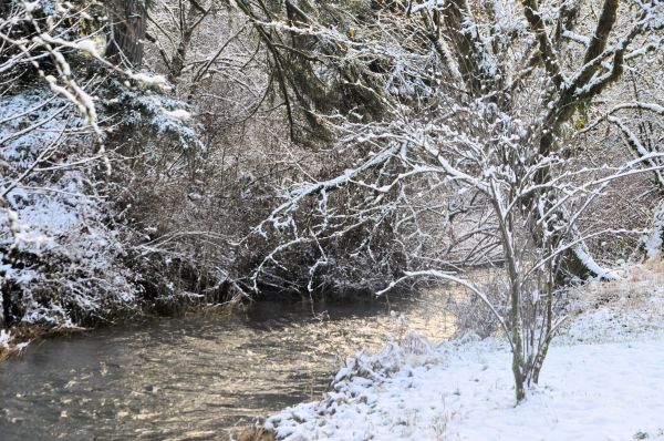 Sunshine glistens off the water of Beaver Creek on my property.