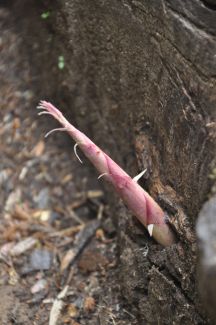 Baby bamboo sprout. Isn't it remarkable?