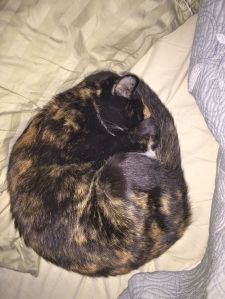 Kitty covering her nose for warmth.