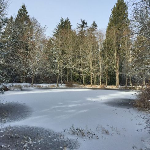 Snow collects on the top of the frozen pond.